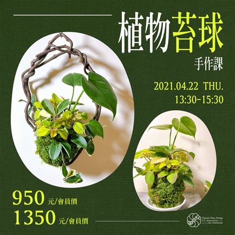 苔蘚澆水|【苔球製作】苔球DIY、澆水頻率、換盆方式... 苔球照顧必知的 7